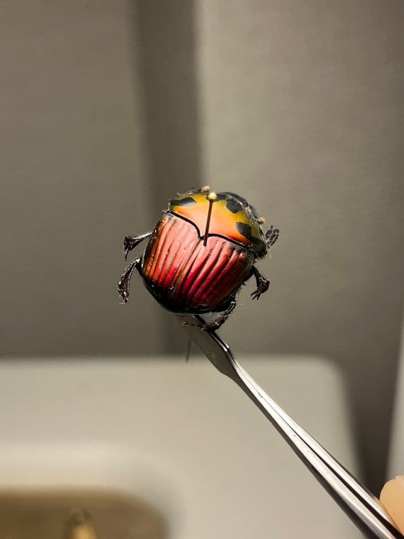 極美真紅】アカツヤダイコクコガネ フンチュウ糞虫昆虫標本甲虫