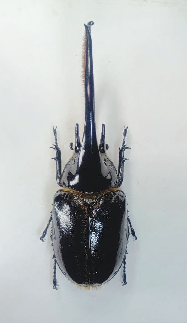 カワセミ様専用 昆虫標本 コガネムシの通販はau PAY マーケット - 輸入
