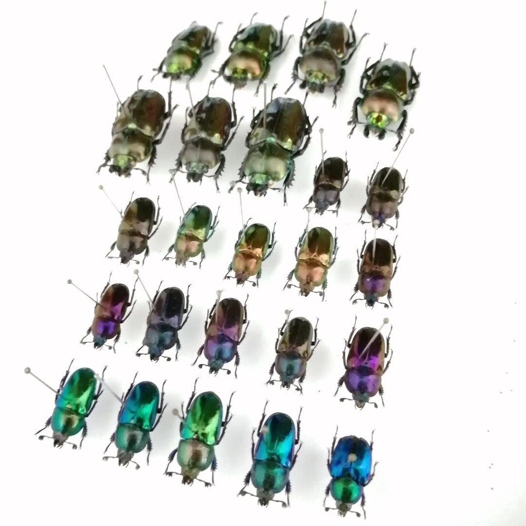 ともとも様専用】パプアキンイロクワガタ(パプキン)/ニジイロクワガタ