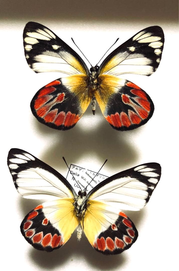 蝶標本　Xmasセール❗️カザリシロ　ペア 蝶標本 Xmasセール❗️カザリシロ ペア 2025年11月 | リサとガスパール