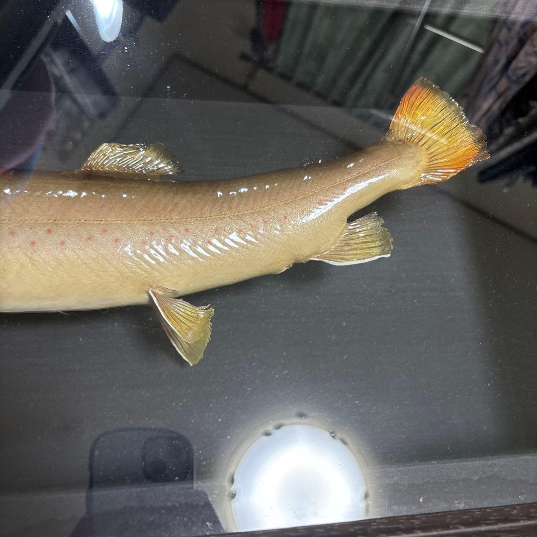 岩魚標本 イワナ剥製川魚清流魚