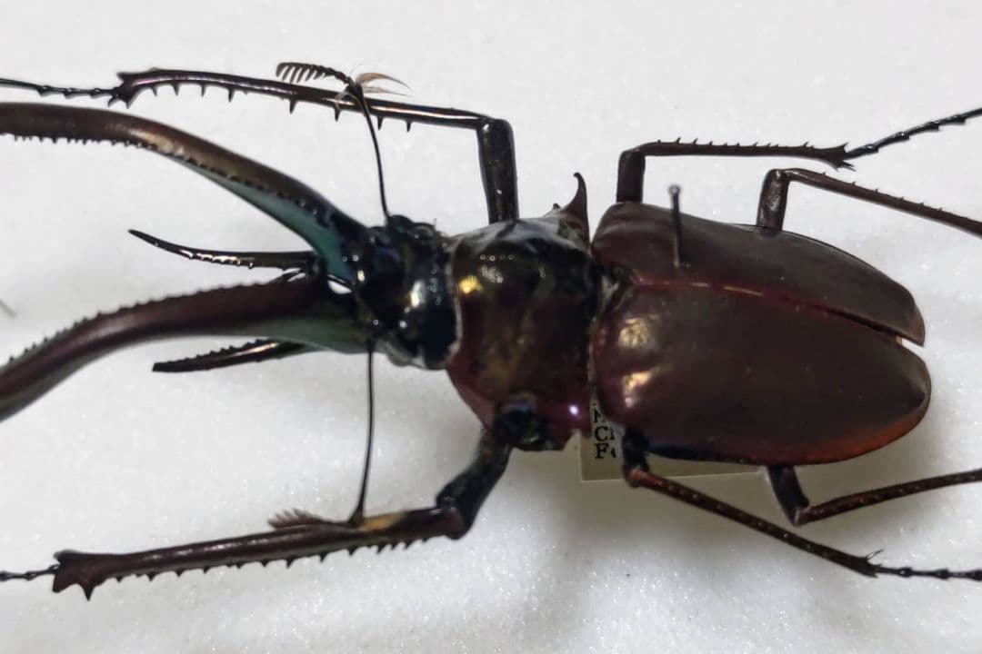 標本 コガシラクワガタ チリクワガタ チリクワガタ (ちりくわがた)とは