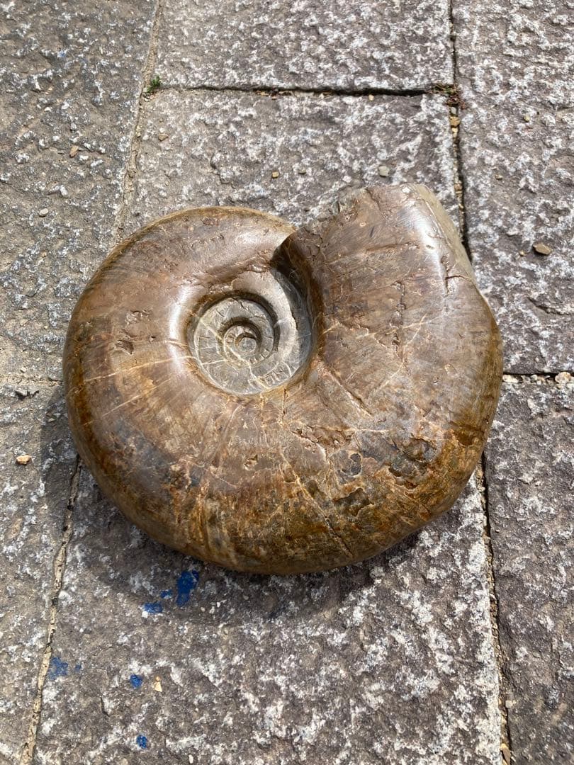 北海道 アンモナイト 夕張産 化石 / 三葉虫 恐竜 釣り