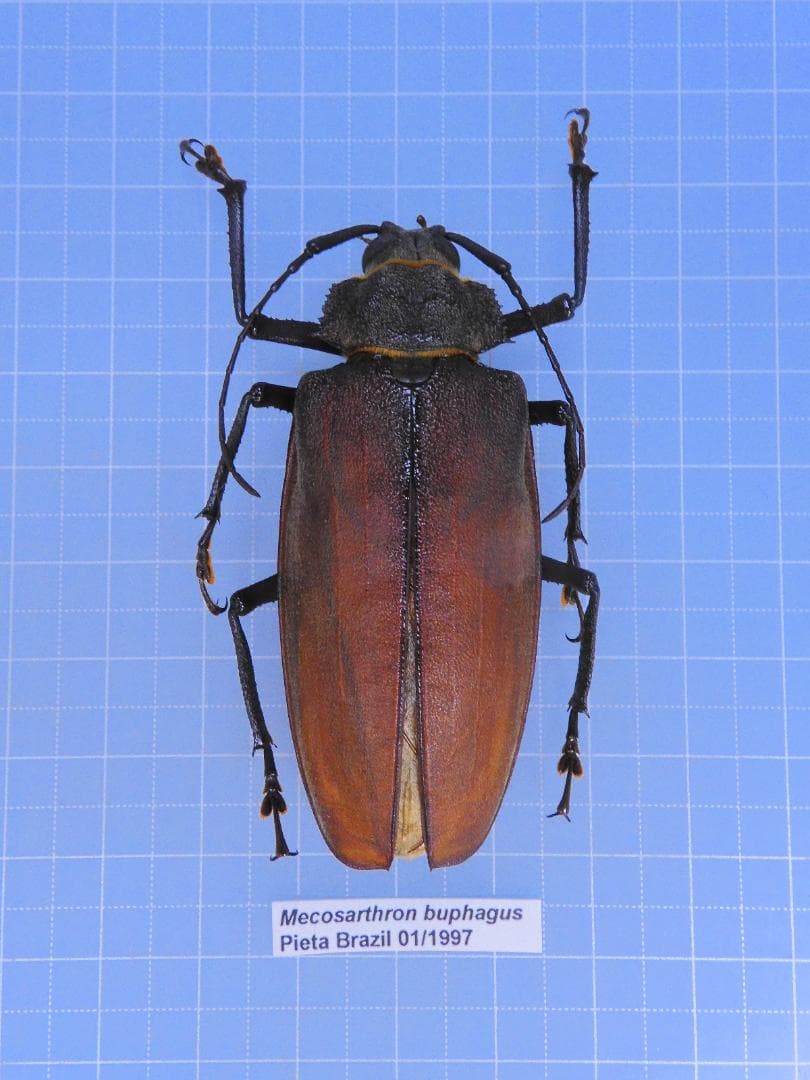 超特大・約110mm】 ナンベイオオタガメ 標本 在庫1匹のみ 外国産