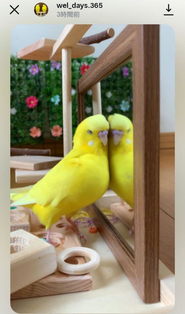 k18⭐バードアスレチック ミラーボード バードトイ 止まり木 フォー