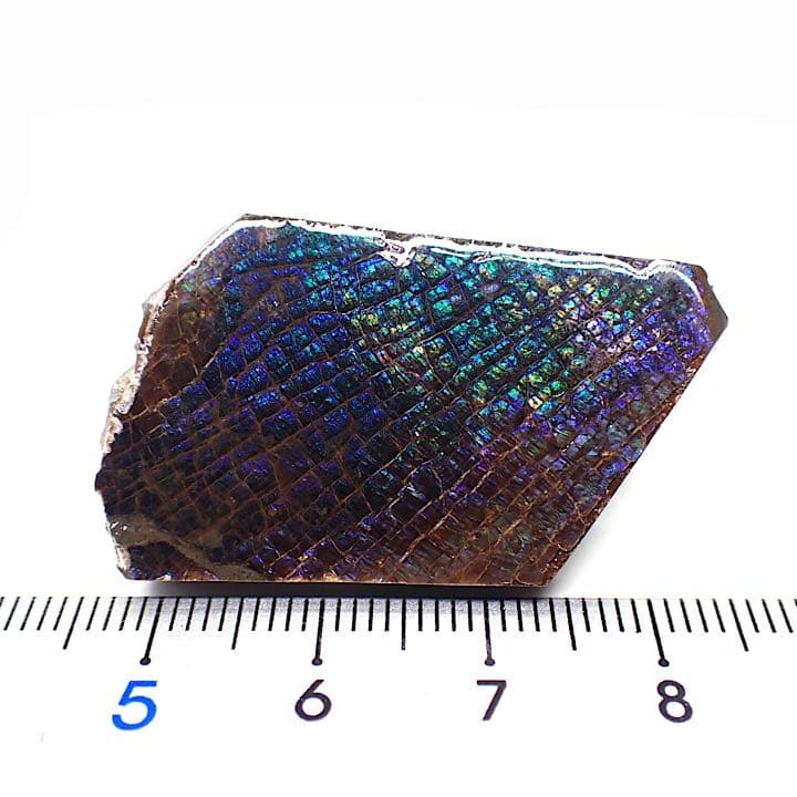 カナダ/Alberta産】アンモライト(プラセンチセラス)