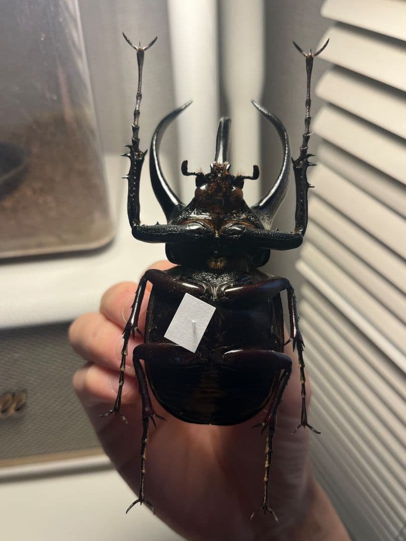 111mm】コーカサスオオカブト Chalcosoma カブトムシ標本