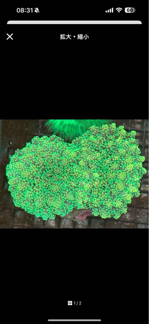 alex專用 本家本元と傑作コラボ!?】バイク「カワサキ」の美学が融合した