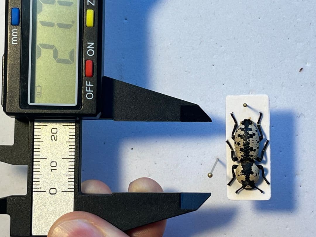 21mm】シロマダラコブゴミムシダマシ 昆虫標本 Zopherus ゾウムシ