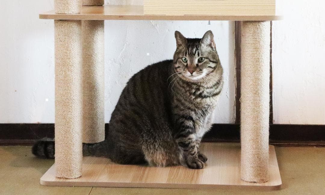 アウトレット1 キャットタワー 木製 宇宙船 展望台 多頭飼い 大型