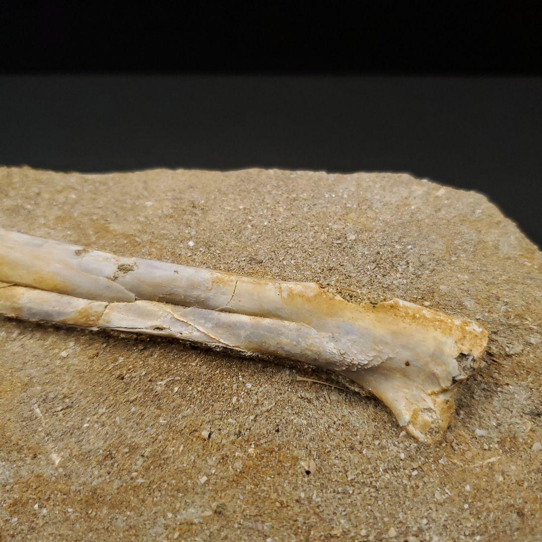 希少 アルシオーネ 骨 化石 本物 モロッコ産 170.29mm yk8