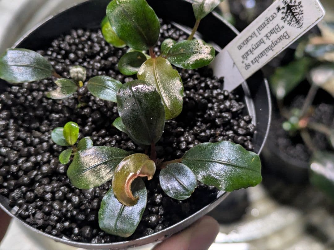 専用　Bucephalandra sp. Black herrykafa Bucephalandra sp. 