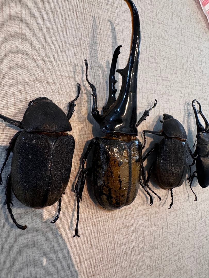 大型 ヘラクレスオオカブト 標本用 乾燥済み 自由研究