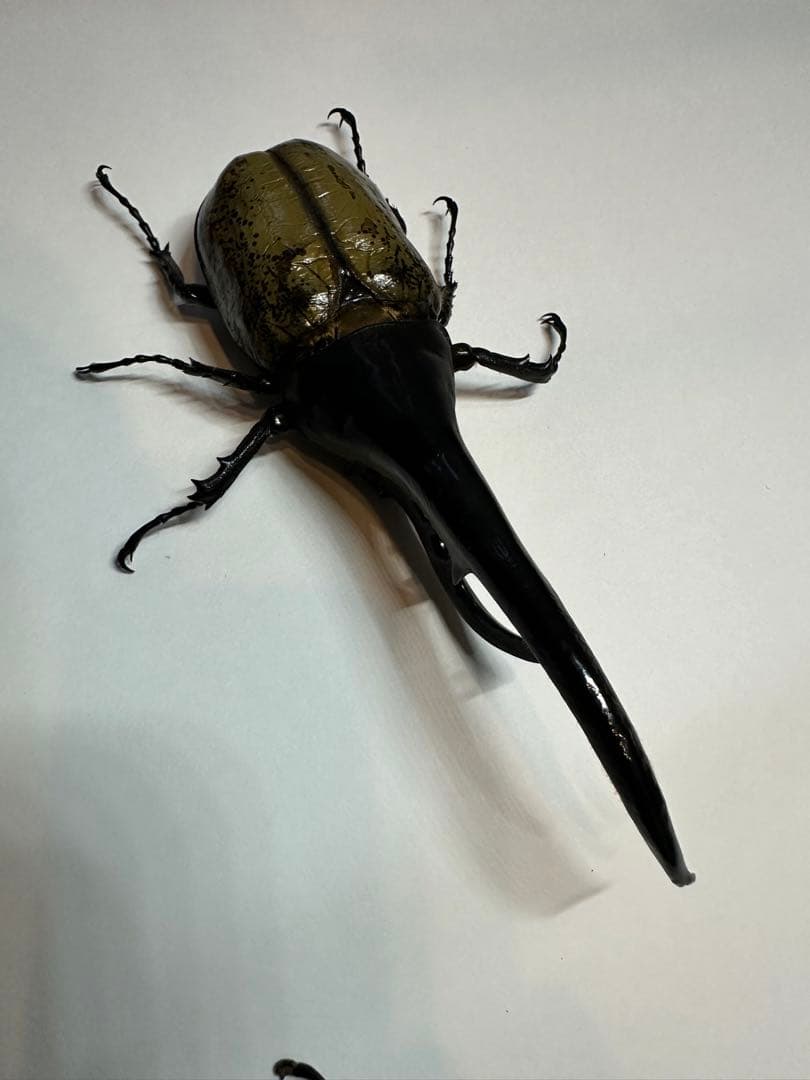 大型 ヘラクレスオオカブト 標本用 乾燥済み 自由研究