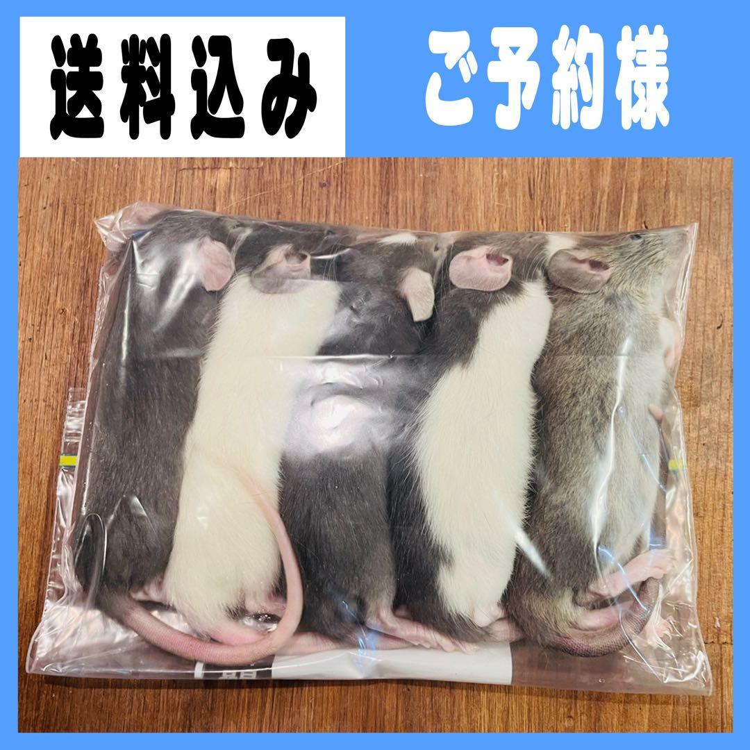 カルロス フォーム Rock Guards | Gloss & 1LE Black | Camaro 2016+ ZL1, SS, LT LS I4