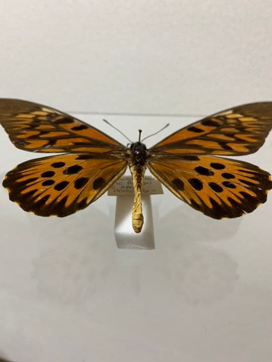 ドルーリーオオアゲハ♂ 中央アフリカ産 蝶 昆虫 標本