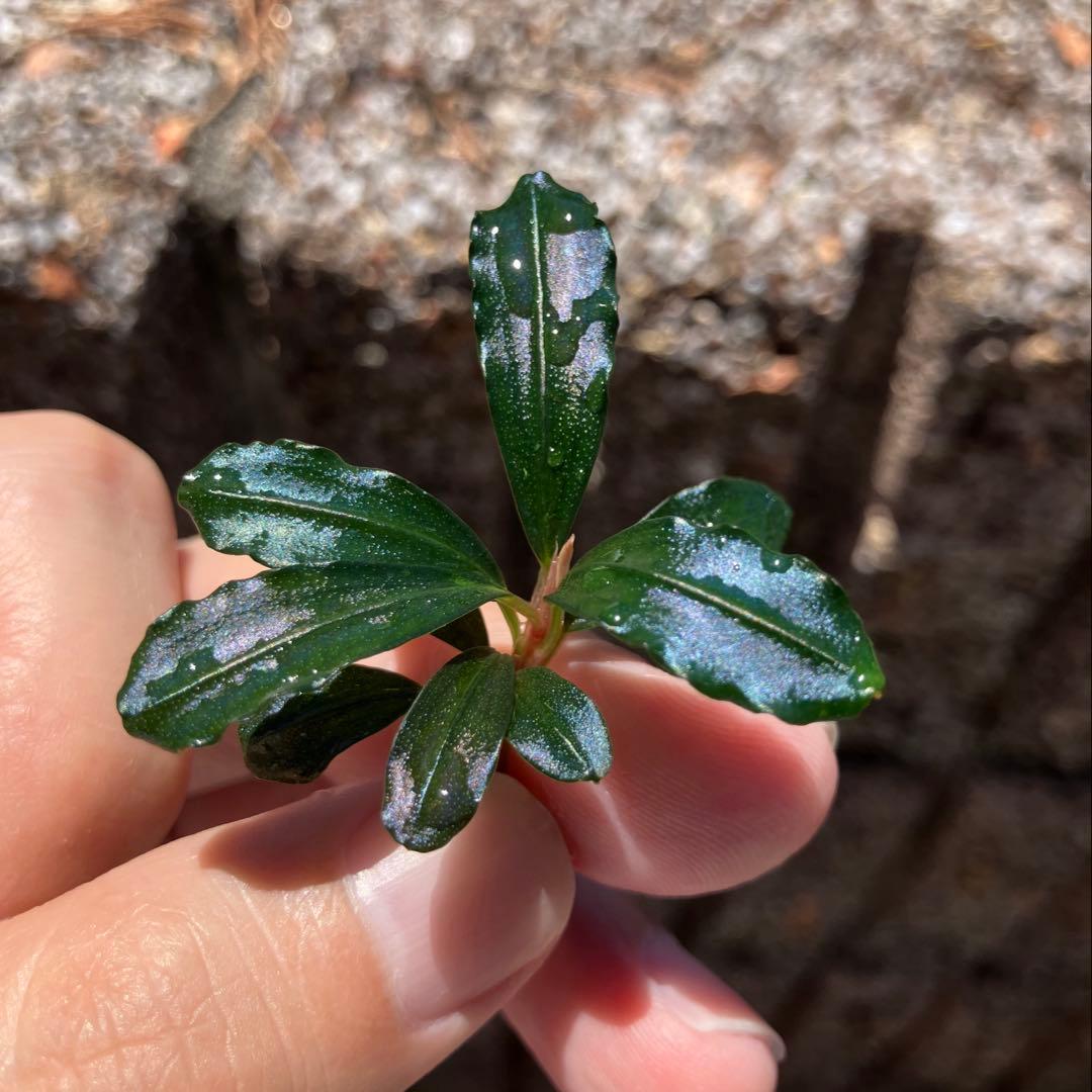 AS便】ブセファランドラsp. Brownie ghost2014の通販はau PAY