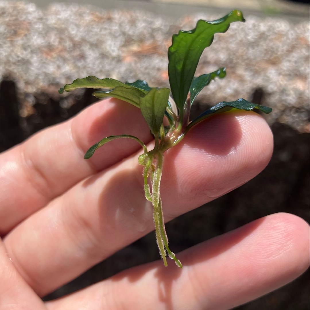 AS便】ブセファランドラsp. Brownie ghost2014の通販はau PAY