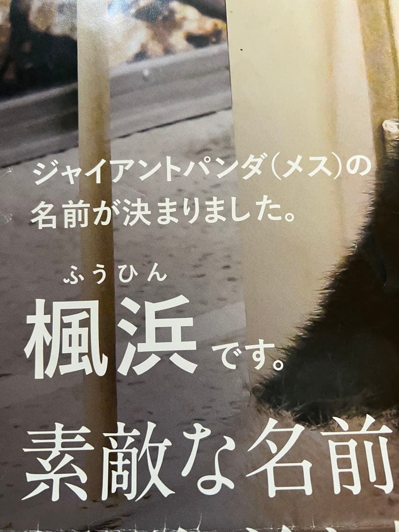 楓浜 アドベンチャーワールド 誕生記念ポスター72×51cm 白浜市配布