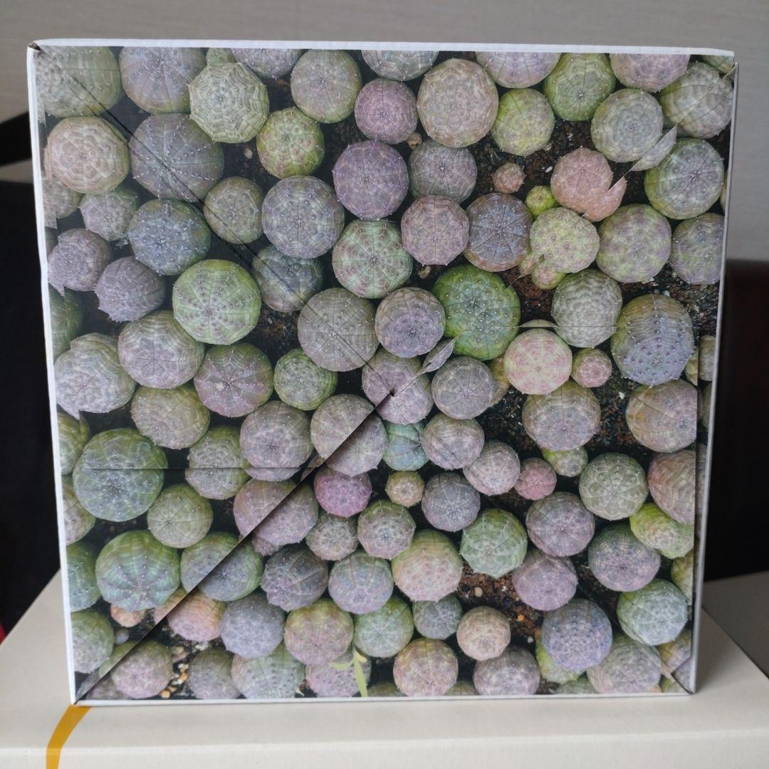 メディコムトイ ボタナイズ MEDICOM TOY×BOTANIZE