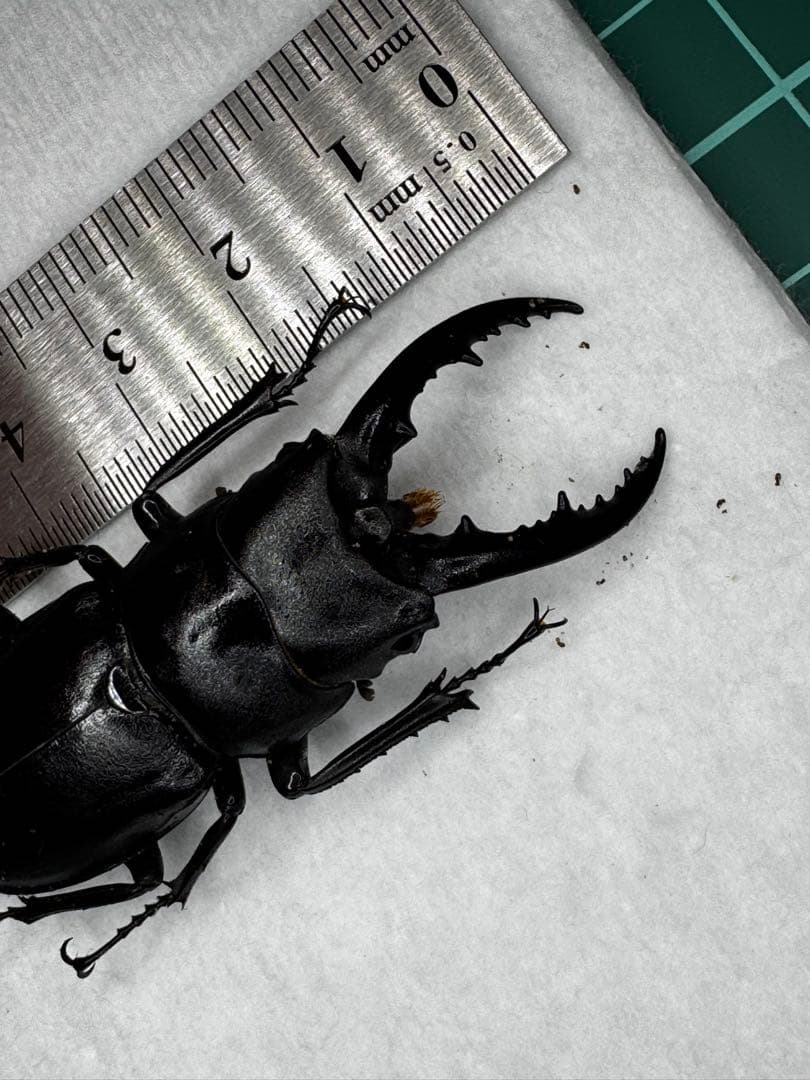 増種・ハチジョウノコギリクワガタ | TARGET FIELD ハチジョウ