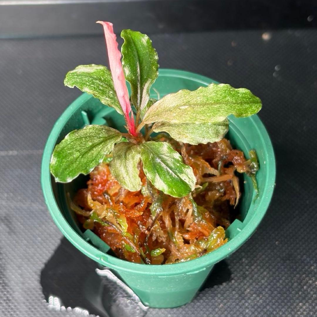 水草 Bucephalandra sp. pink variegata Bucephalandra sp. Pink Variegata - 水草公式 ストア Bucephalandra