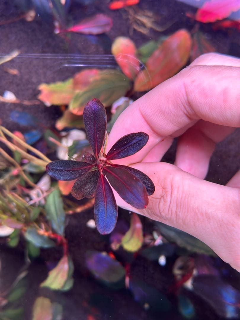 ブセファランドラ セット 水中葉☆ブセファランドラ☆ Blue Oval、Mini