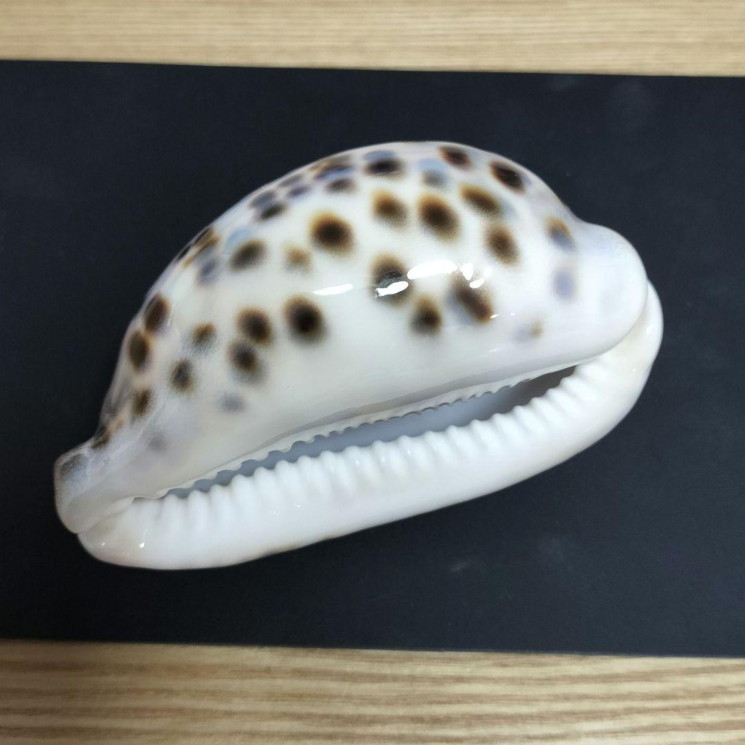 タカラガイ ハチジョウダカラ 宝貝 貝殻 幅5.5cm 長さ8cm 高さ3.5cm