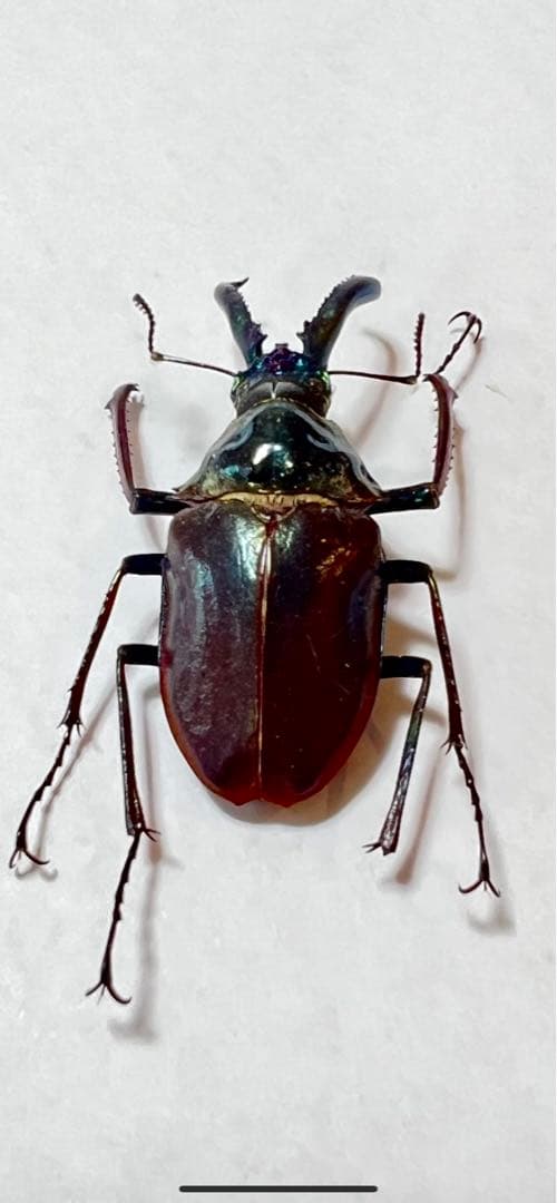 希少】ホロメタリクス チリクワガタ 標本 コガシラクワガタ 【貴重