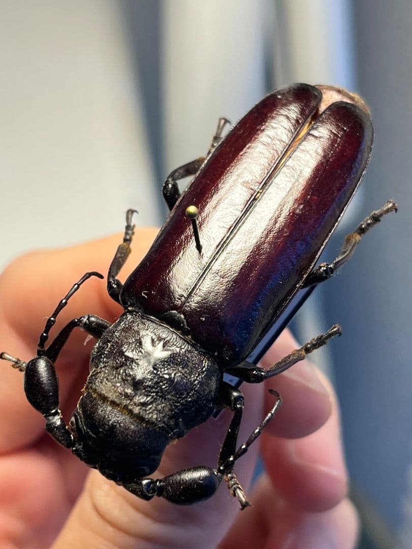 一属一種】Bolbotritus bainesiウスバカミキリ 昆虫標本