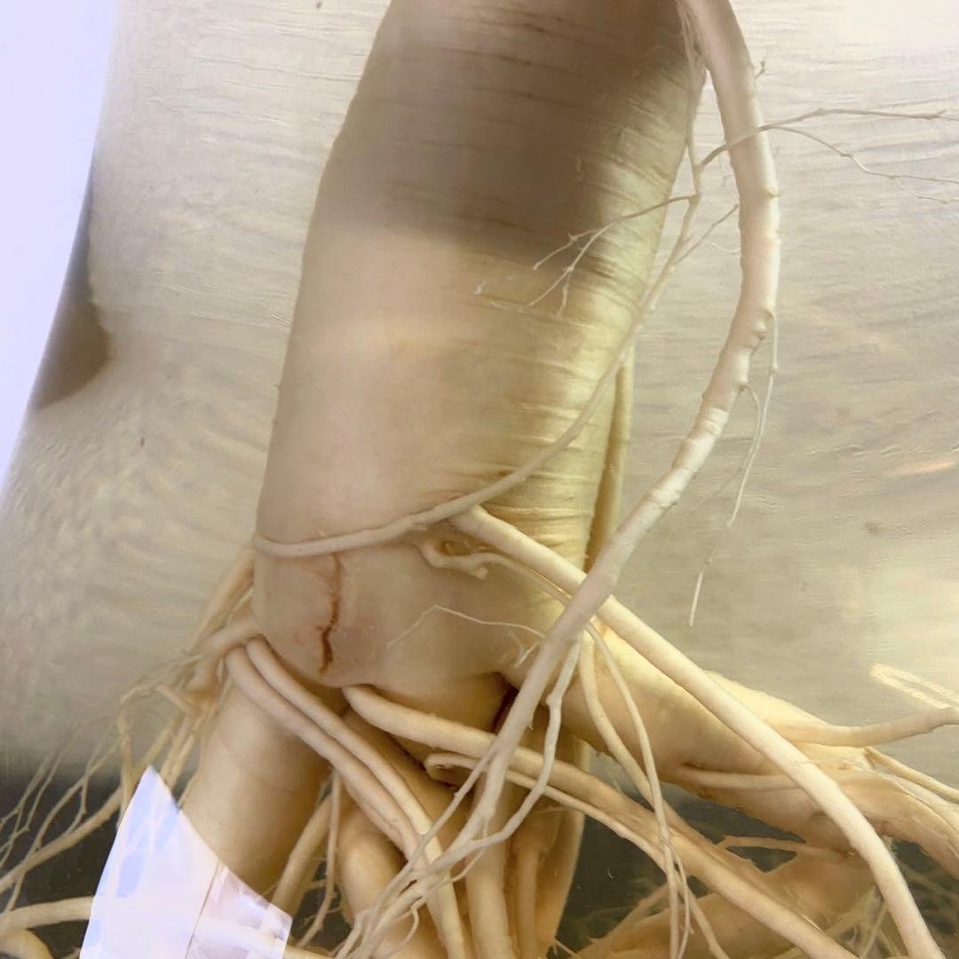 高麗人参 約40年物 古酒 ビンテージ ガラス瓶 金色 富士商事 健康酒