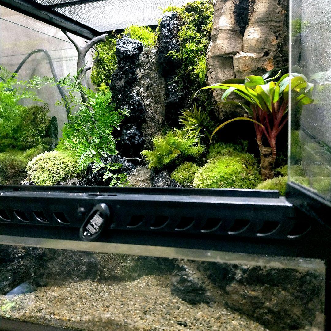 テラリウム イモリウム 癒し 水槽 アクアリウム オーダー