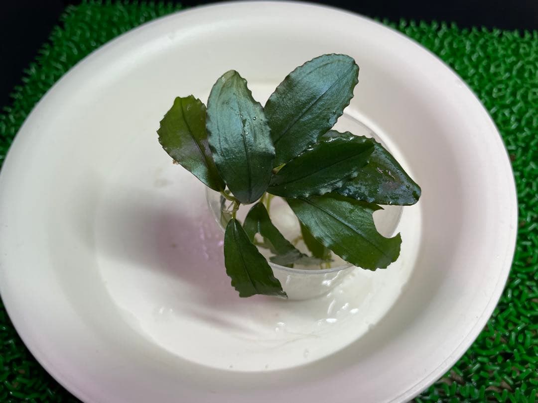 専用【正規タグ付きAZ便アリダルム2種 ブセファランドラ、計3種】