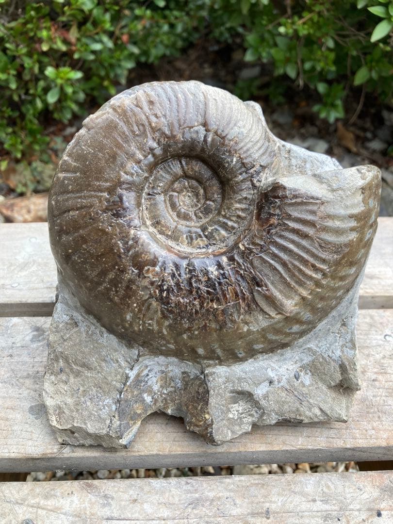 おすすめ　黒いアンモナイト　化石　インテリア　家具　置物　レトロ　コレクション おすすめ黒いアンモナイト化石インテリア家具置物レトロコレクション