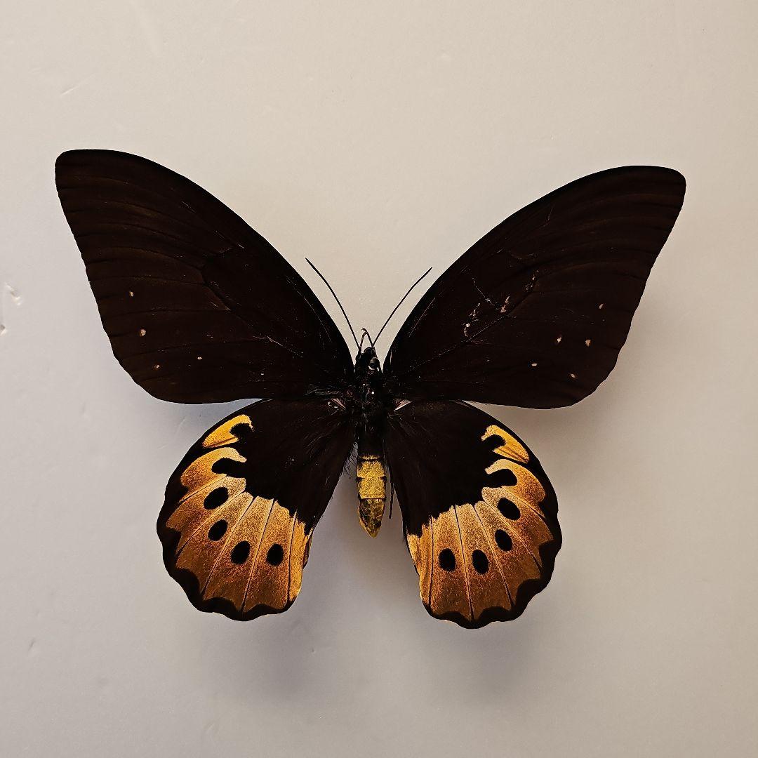 1ペア】ゴライアストリバネアゲハ（パプアニューギニア産）