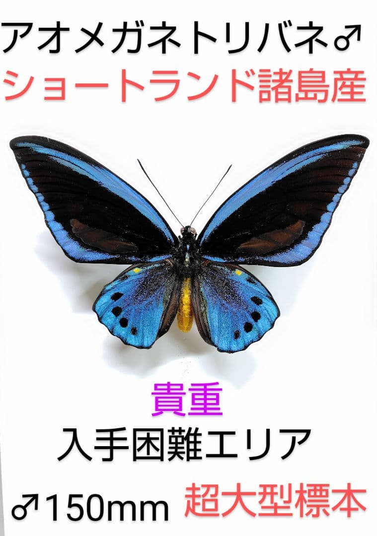 チトヌストリバネアゲハ（1メス・Arfak Mt INDONESIA産）