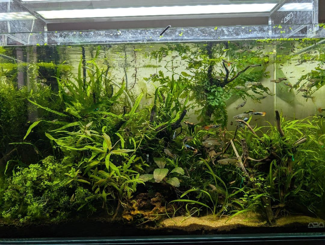 ボルビティスヒュディロティ大株の活着流木（葉数約35枚）ウィーピング