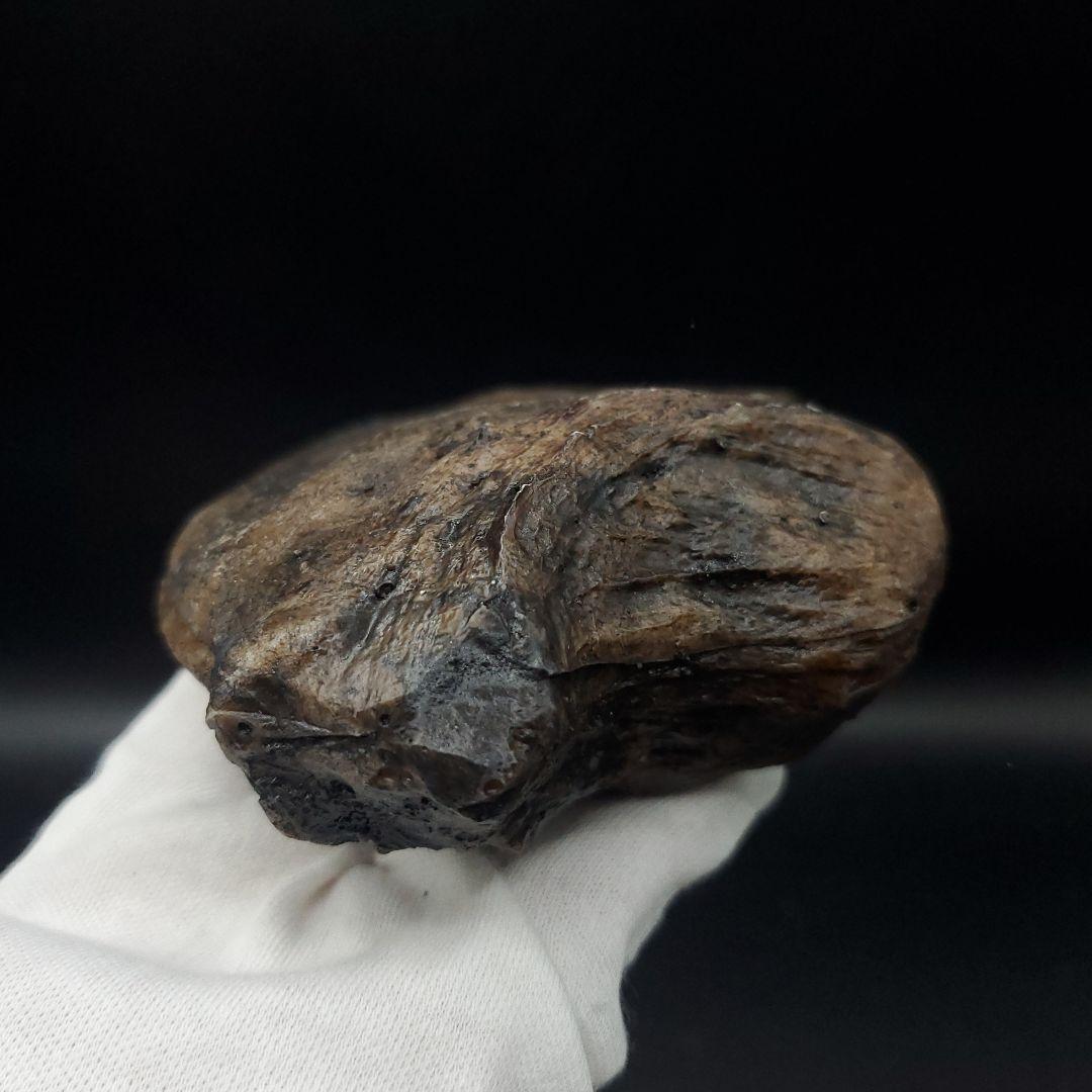 アロサウルス 爪 化石 レプリカ 約176.10mm arr15 化石 標本ケース