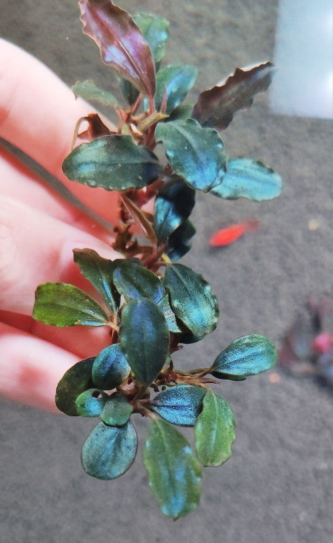 ブセファランドラsp. 購入 メタリックブルー 完全水中葉