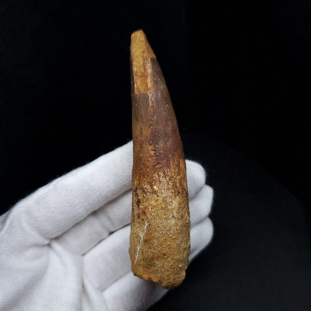 美品 スピノサウルス 本物 モロッコ産 90.98mm sp438