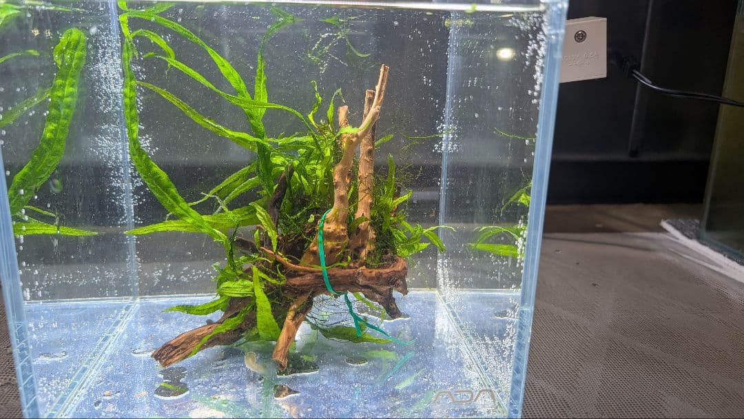 ミクロソリウム本ナロー、ウィローモス活着流木 - メルカリ