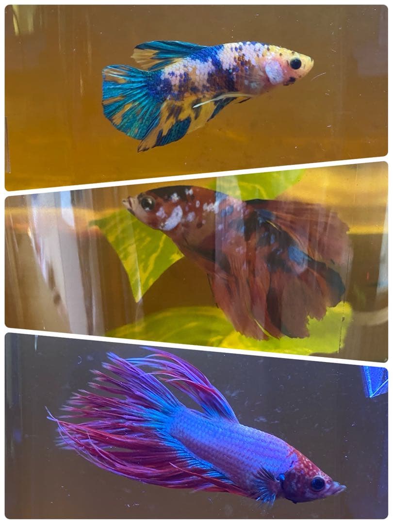 沖縄県やんばる産マジックリーフ 1kg UV殺菌灯照射済み⑤ 殺菌灯