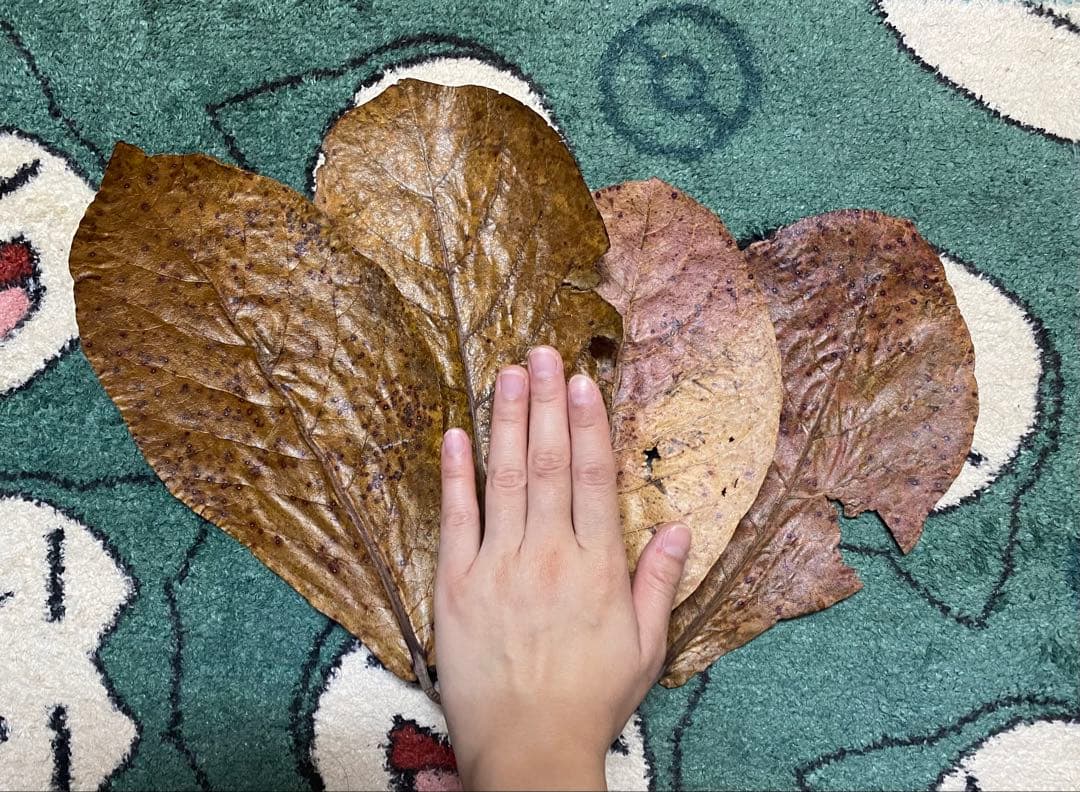 沖縄県やんばる産マジックリーフ 1kg UV殺菌灯照射済み⑤ 殺菌灯