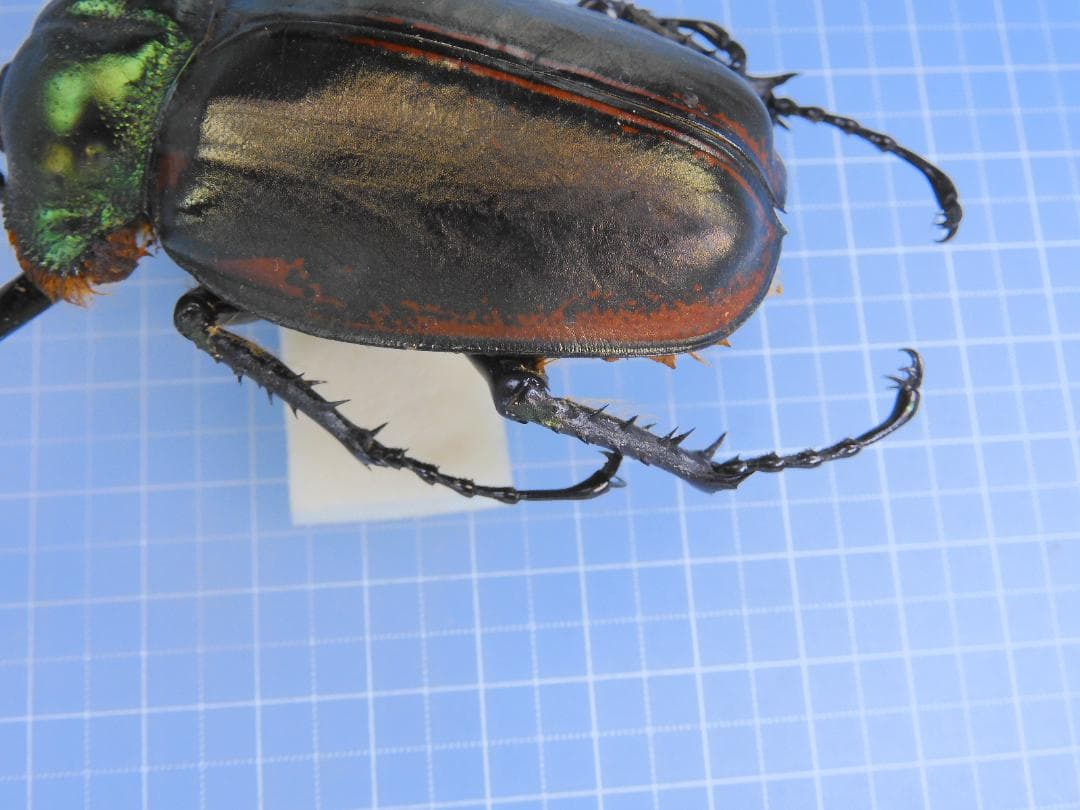 ヤンソニーテナガコガネ　69mm