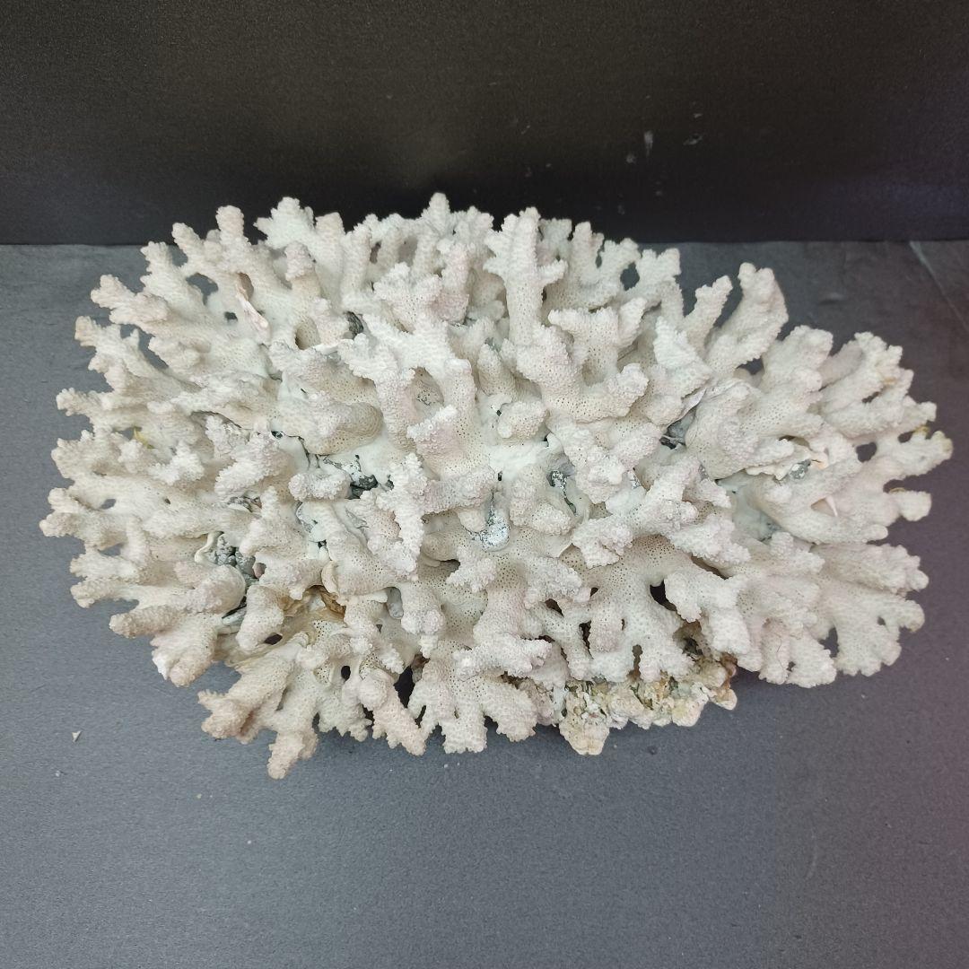 MURANO Salviati ムラノ サルヴィアーティ レース プレート 大皿の通販