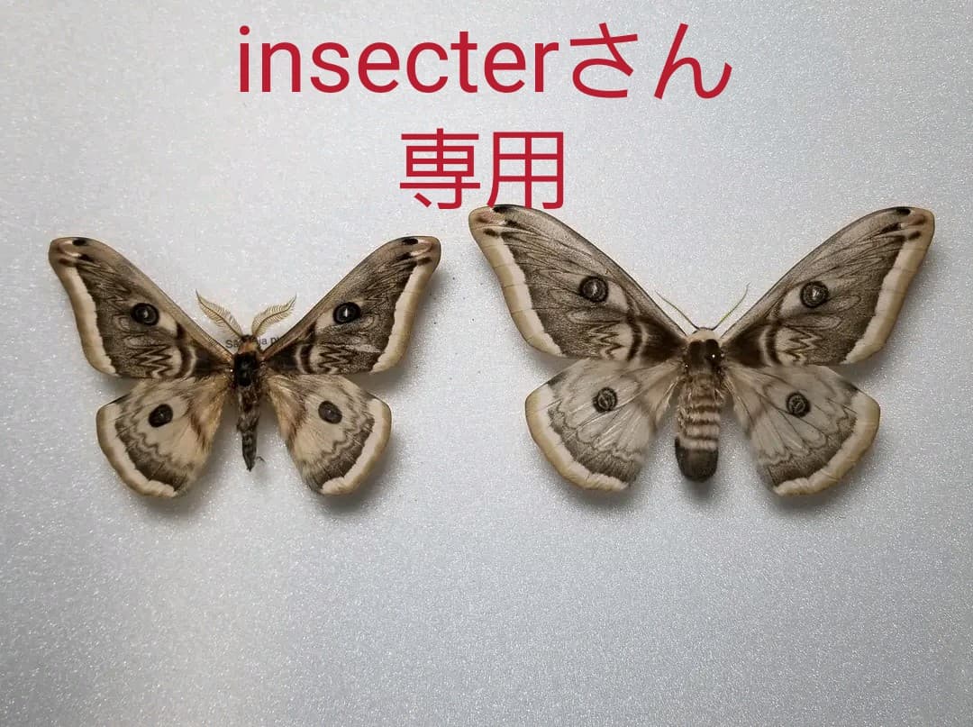 専用ページ！蛾 標本 テグスサン、セクロピアサン
