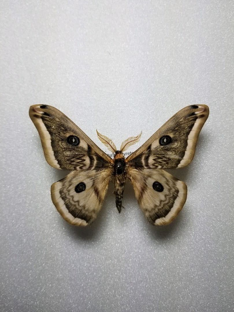 専用ページ！蛾 標本 テグスサン、セクロピアサン