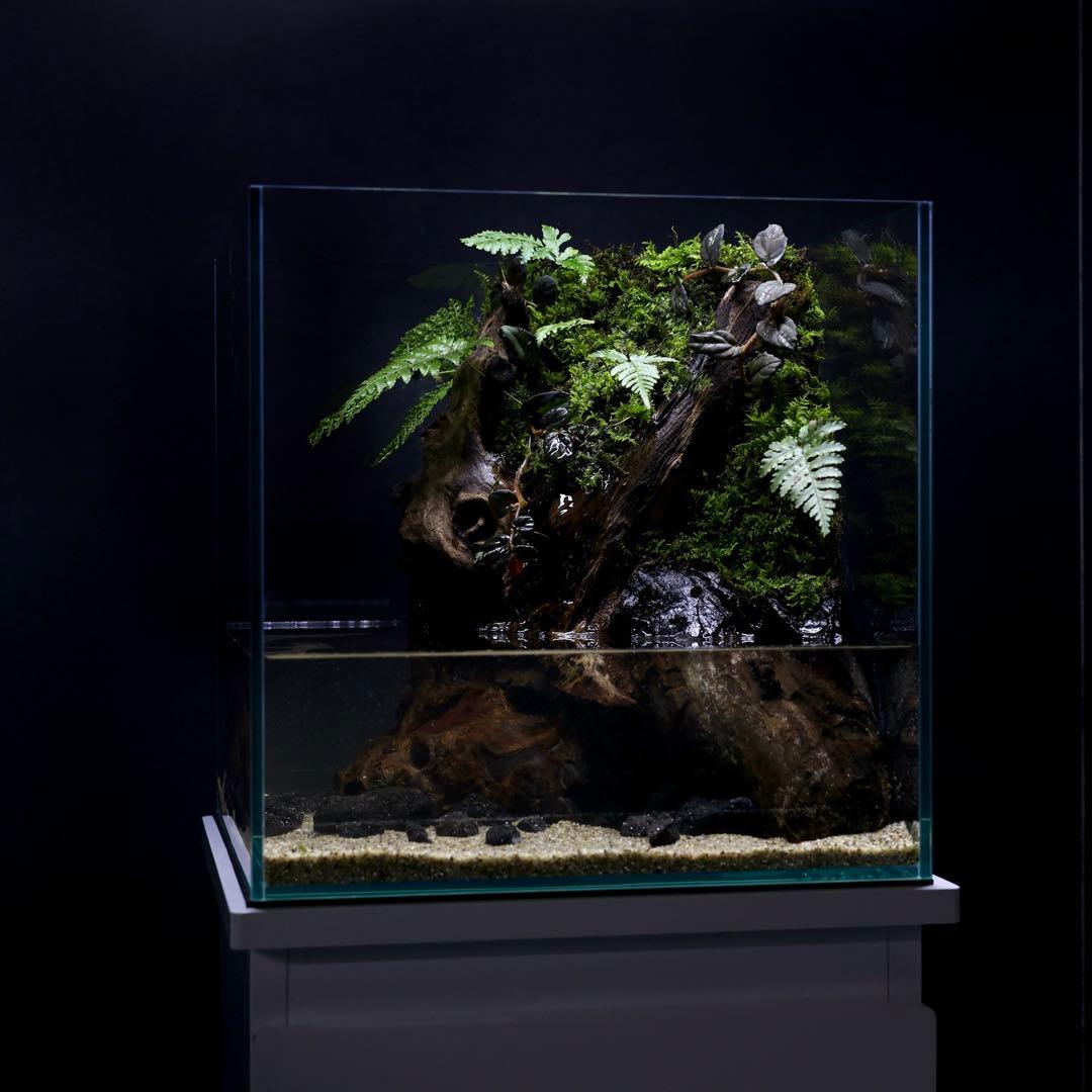 格安レイアウト水槽　アクアテラリウム