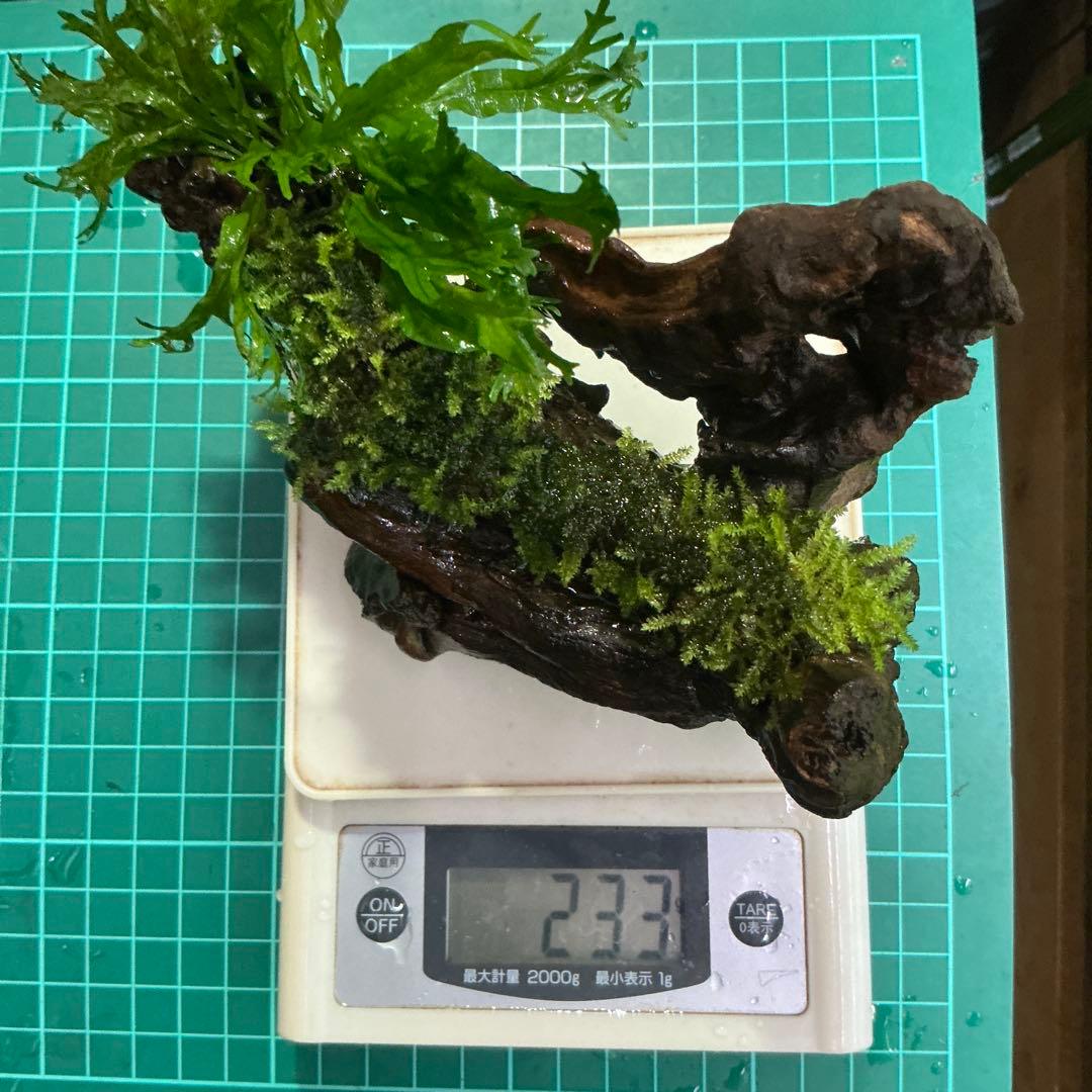 速達】良型！ジャワモス活着キリンミニ20cmと南米モスミクロ17cm 速達