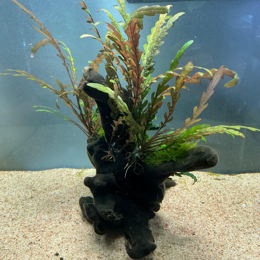 速達】良型！ジャワモス活着キリンミニ20cmと南米モスミクロ17cm